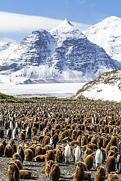 Adult and juvenile king penguins (Aptenodytes patagonicus), at breeding colony at Salisbury Plain, South Georgia, Polar Regions