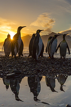 King penguins (Aptenodytes patagonicus) at sunrise, in St. Andrews Bay, South Georgia, Polar Regions