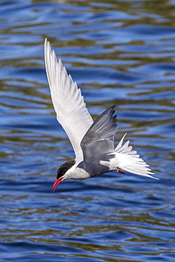 Antarctic tern (Sterna vittata georgiae) in flight in Ocean Harbor, South Georgia, Polar Regions