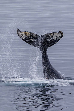 Humpback whale (Megaptera novaeangliae) surface display, tail throw, Useful Island, Antarctica, Polar Regions