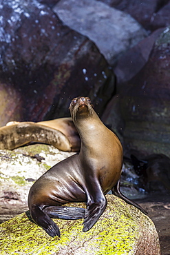 California sea lion (Zalophus californianus) on Isla San Pedro Martir, Baja California, Mexico, North America