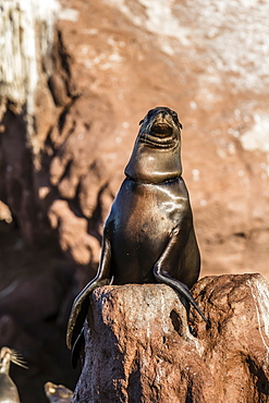 California sea lion (Zalophus californianus) with monofilament net around its neck on Los Islotes, Baja California Sur, Mexico, North America