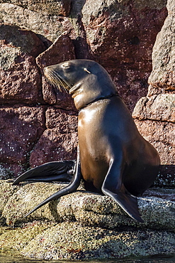 California sea lion (Zalophus californianus) with monofilament net around its neck on Los Islotes, Baja California Sur, Mexico, North America