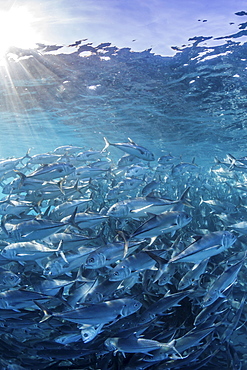 A large school of bigeye trevally (Caranx sexfasciatus) in deep water near Cabo Pulmo, Baja California Sur, Mexico, North America