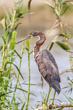 An adult tricolored heron (Egretta tricolor) in a stream, San Jose del Cabo, Baja California Sur, Mexico, North America