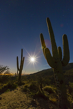 Giant saguaro cactus (Carnegiea gigantea), under full moon in the Catalina Mountains, Tucson, Arizona, United States of America, North America