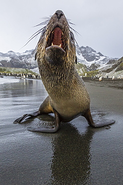 A curious young Antarctic fur seal (Arctocephalus gazella), Gold Harbour, South Georgia, Polar Regions