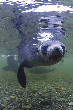 Curious Antarctica fur seal pups (Arctocephalus gazella), underwater in Husvik Bay, South Georgia, UK Overseas Protectorate, Polar Regions