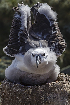 Black-browed albatross (Thalassarche melanophris) chick testing its wings in the New Island Nature Reserve, Falkland Islands, South America