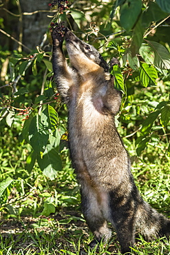 Adult South American coati (Nasua nasua), foraging, Iguazu Falls National Park, Misiones, Argentina, South America