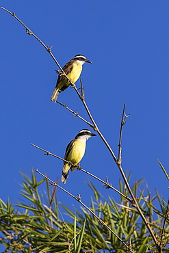 Great Kiskadee pair (Pitangus sulphuratus), Iguazu Falls National Park, Misiones, Argentina, South America