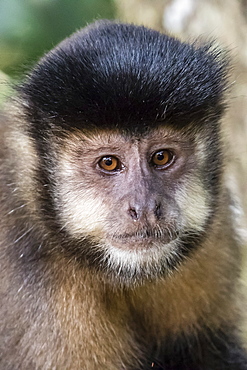 Adult black capuchin (Sapajus nigritus) head detail, Iguazu Falls National Park, Misiones, Argentina, South America