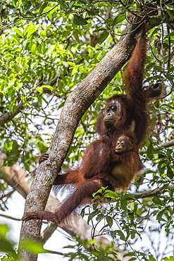 Reintroduced mother and infant orangutan (Pongo pygmaeus) in tree in Tanjung Puting National Park, Borneo, Indonesia, Southeast Asia, Asia