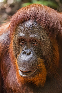 Reintroduced female orangutan (Pongo pygmaeus), Camp Leakey, Tanjung Puting National Park, Borneo, Indonesia, Southeast Asia, Asia