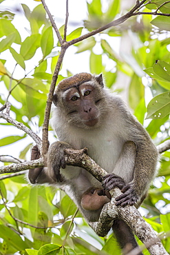 Long-tailed macaque (Macaca fascicularis), Bako National Park, Sarawak, Borneo, Malaysia, Southeast Asia, Asia