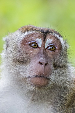 Long-tailed macaque (Macaca fascicularis), Bako National Park, Sarawak, Borneo, Malaysia, Southeast Asia, Asia