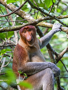 Adult proboscis monkey (Nasalis larvatus) foraging in Bako National Park, Sarawak, Borneo, Malaysia, Southeast Asia, Asia