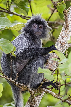 Adult silvery langur (Trachypithecus cristatus) (silvered leaf monkey), Bako National Park, Sarawak, Borneo, Malaysia, Southeast Asia, Asia