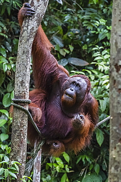 Young male Bornean orangutan (Pongo pygmaeus), Semenggoh Rehabilitation Center, Sarawak, Borneo, Malaysia, Southeast Asia, Asia