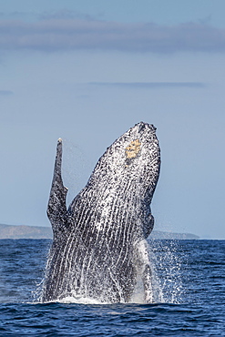 Adult humpback whale (Megaptera novaeangliae), breaching in the shallow waters of Cabo Pulmo, Baja California Sur, Mexico, North America