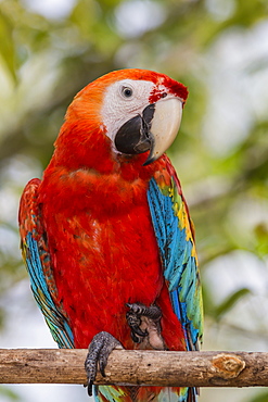 Adult scarlet macaw (Ara macao), Amazon National Park, Loreto, Peru, South America