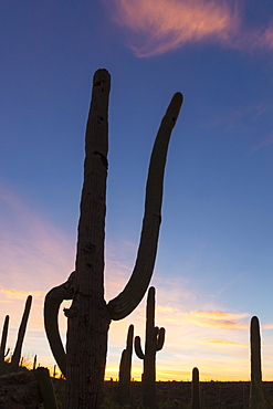 Giant saguaro cactus (Carnegiea gigantea), at dawn in the Sweetwater Preserve, Tucson, Arizona, United States of America, North America