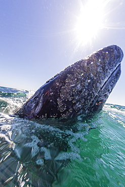 California gray whale (Eschrichtius robustus), spy-hopping in San Ignacio Lagoon, Baja California Sur, Mexico, North America