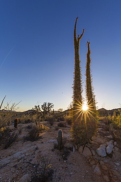 Boojum (Cirio) (Fouquieria columnaris) tree at sunset, Rancho Santa Inez, Baja California, Mexico, North America