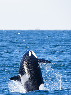 Transient killer whale (Orcinus orca) breaching in the Monterey Bay National Marine Sanctuary, California, United States of America, North America