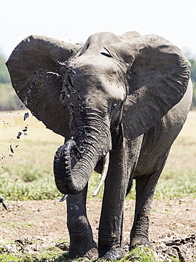 An African bush elephant (Loxodonta africana) at a watering hole in South Luangwa National Park, Zambia, Africa