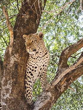 An adult leopard (Panthera pardus), done feeding on a warthog it dragged up in a tree in Chobe National Park, Botswana, Africa