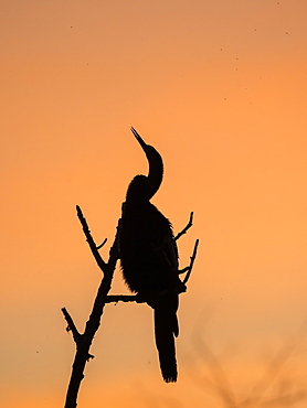 Adult anhinga (Anhinga anhinga) at sunset in Shark Valley, Everglades National Park, Florida, United States of America, North America