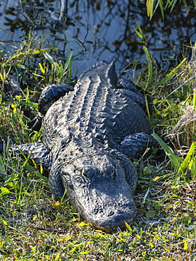 A wild American alligator (Alligator mississippiensis), in Shark Valley, Everglades National Park, Florida, United States of America, North America