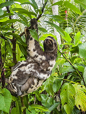 Mother and baby brown-throated sloths (Bradypus variegatus), San Francisco, Amazon Basin, Loreto, Peru, South America