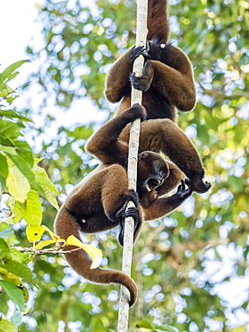 A pair of common woolly monkeys (Lagothrix lagothricha), mock fighting on the Yarapa River, Nauta, Peru, South America