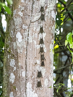 Adult proboscis bats (Rhynchonycteris naso), resting during the day on the Yanayacu River, Loreto, Peru, South America