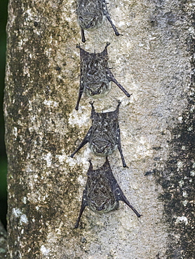 Adult proboscis bats (Rhynchonycteris naso), resting during the day on the Yanayacu River, Loreto, Peru, South America