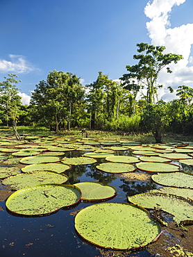 A large group of Victoria water lily (Victoria amazonica), on the Yarapa River, Nauta, Peru, South America