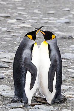 Adult king penguin pair (Aptenodytes patagonicus) at breeding colony at Gold Harbor, South Georgia Island, Polar Regions