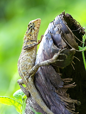 An adult Eastern garden lizard (Calotes versicolor versicolor), in the Kalpitiya Peninsula, Sri Lanka, Asia