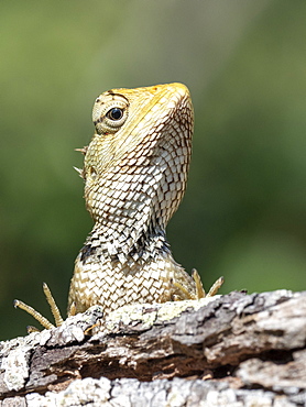 An adult Eastern garden lizard (Calotes versicolor versicolor), Wilpattu National Park, Sri Lanka, Asia