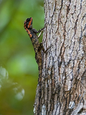 An adult male painted lip lizard (Calotes ceylonensis), changing colors, Yala National Park, Sri Lanka, Asia