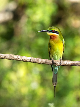 An adult blue-tailed bee-eater (Merops philippinus) perched in Yala National Park, Sri Lanka, Asia