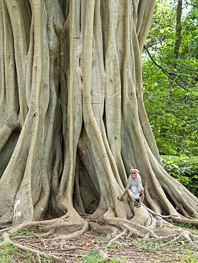 A single Toque macaque (Macaca sinica), resting in a ficus tree, Polonnaruwa, Sri Lanka, Asia