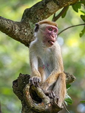 An adult Toque macaque (Macaca sinica), Yala National Park, Sri Lanka, Asia