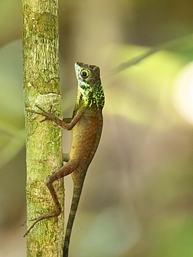 An adult male Sri Lankan kangaroo lizard (Otocryptis weigmani), in the Sinharaja Rainforest Reserve, Sri Lanka, Asia