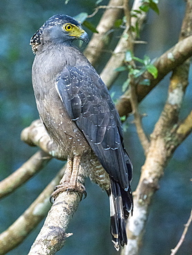 Adult crested serpent eagle (Spilornis cheela) perched on a tree in Wilpattu National Park, Sri Lanka, Asia