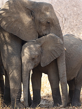 African bush elephant mother and calf (Loxodonta africana) in Hwange National Park, Zimbabwe, Africa