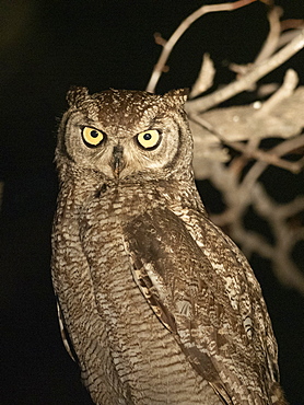 Adult African spotted eagle-owl (Bubo africanus), perched at night in the Save Valley Conservancy, Zimbabwe, Africa