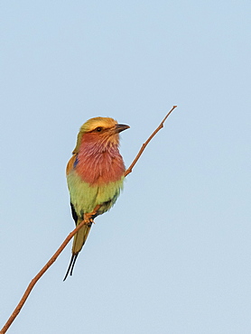 An adult lilac-breasted roller (Coracias caudatus) in Hwange National Park, Zimbabwe, Africa